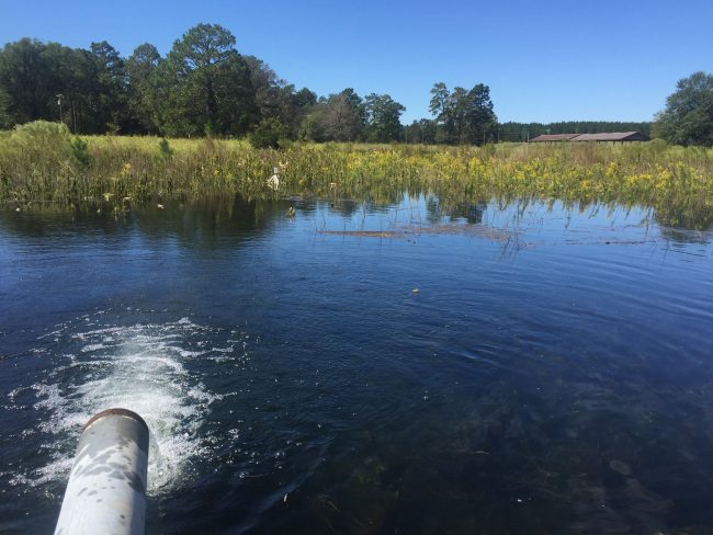 Department of Biology researchers bring fish hatchery back to life | Newsroom | Georgia Southern University