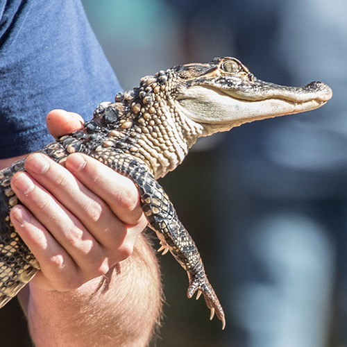 someone holding up a small crocodile