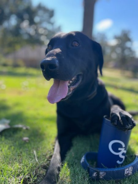 Jack, a black lab with his paw on a Georgia Southern cup
