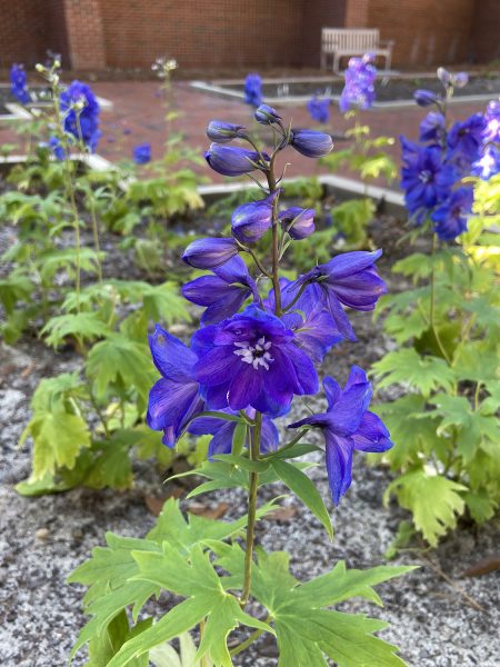 Larkspur, a plant used to mend scorpion stings in the 1600s, is flowering in the new Physic Garden.