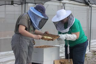 There’s some news buzzing around Georgia Southern University - literally! The Armstrong Campus EcoAdvocates Club in collaboration with the Sustainable Aquaponics Research Center (SARC) has taken steps toward environmental sustainability by introducing bees to campus.