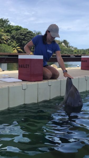 Megan O'Connor works with a dolphin at her internship in Roatan, Honduras. O'Connor, a marine biology major on the Armstrong Campus, interned at a marine science research center after receiving funds from the ISP.
