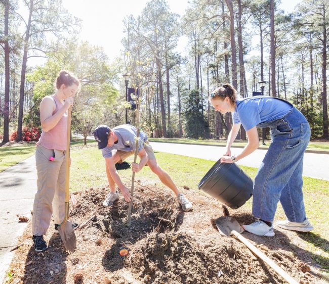 Students plant a dogwood tree along Southern Drive during the 2023 Arbor Day celebration on the Statesboro Campus.